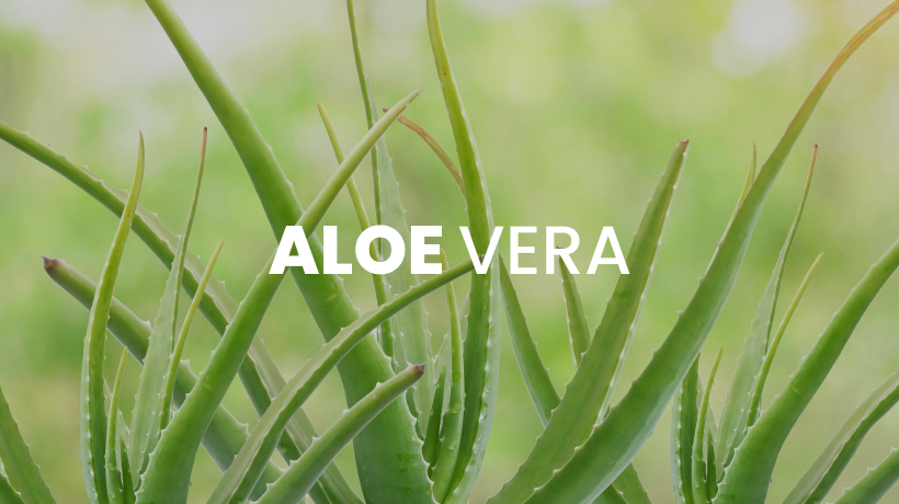 Aloe Vera for Skin