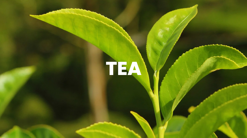 Tea Herb for Skin